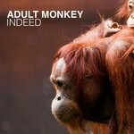 cover: Adult Monkey - Indeed