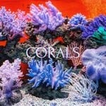 cover: Marvin All - Corals