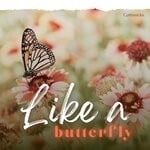 cover: Cottonicks - Like A Butterfly