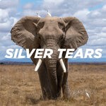 cover: Pale Blue - Silver Tears