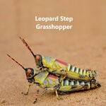 cover: Leopard Step - Grasshopper