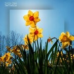 cover: Emilio Paez - Daffodils