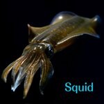 cover: DJ Rouge - Squid