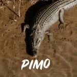 cover: pimo - Alligator