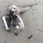 item 6773166