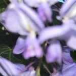 cover: Aendlex - Anedonia