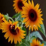item 7114013