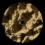 cover: Franco Rossi - Phyllophaga