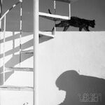 cover: Pino Pena - Mogli