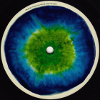 https://clone.nl/platen/artwork/gallery/81037/small/001.jpg