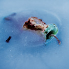 https://clone.nl/platen/artwork/gallery/83221/small/001.jpg