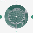 https://clone.nl/platen/artwork/gallery/83620/small/001.jpg