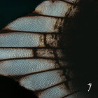 https://clone.nl/platen/artwork/gallery/83638/small/001.jpg