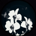 https://clone.nl/platen/artwork/gallery/83850/small/002.jpg