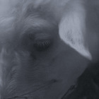 https://clone.nl/platen/artwork/gallery/84187/small/001.jpg