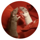 https://clone.nl/platen/artwork/gallery/84658/small/001.jpg