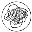 FIS - Homologous 