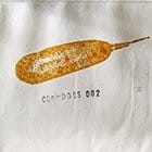 Various Artists - Corndogs #2