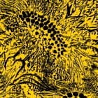 Amanda Whiting - Little Sunflower