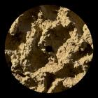 Franco Rossi - Phyllophaga