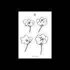 Lawrence - Poppies