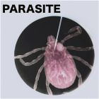 Unknown Artist - PARASITE01