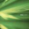 mpeg - aureate