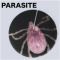 Unknown Artist - PARASITE01